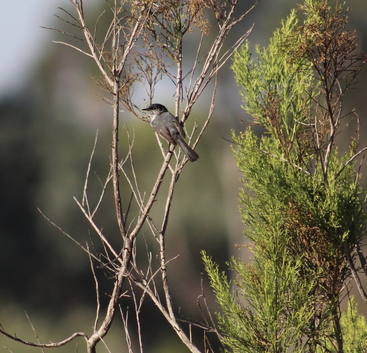 California Gnatcatcher - ML620790209