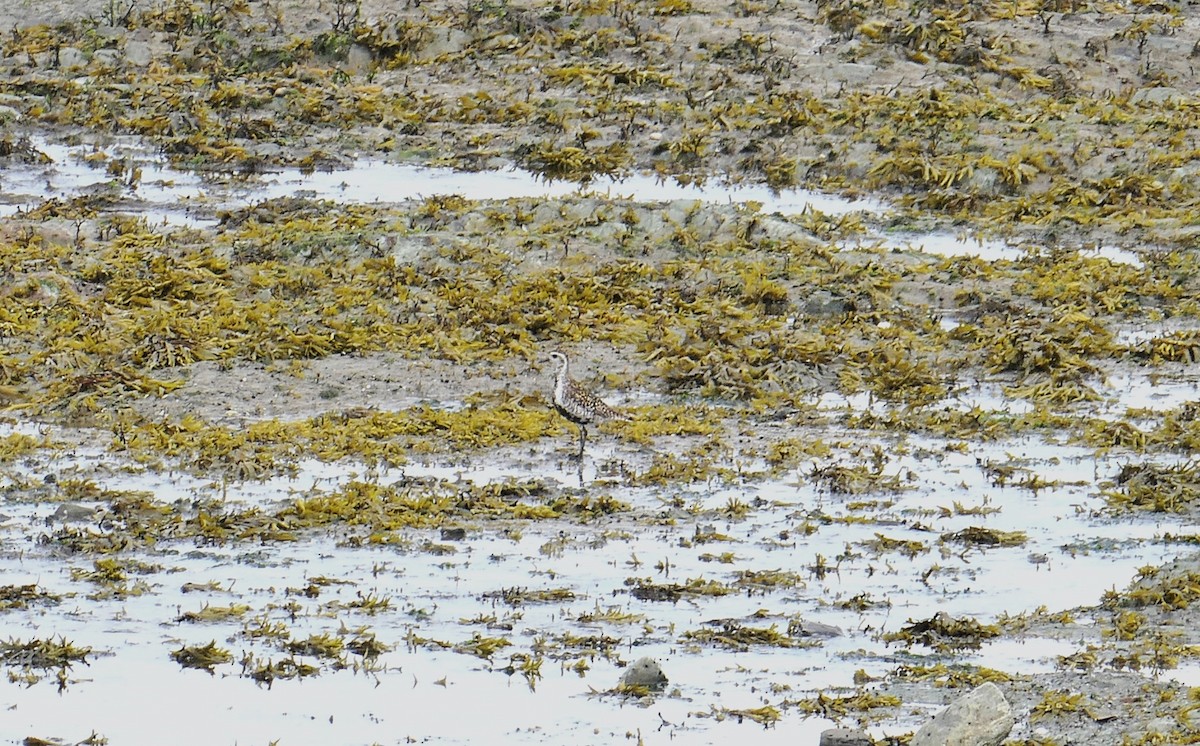 Pacific Golden-Plover - ML620790210