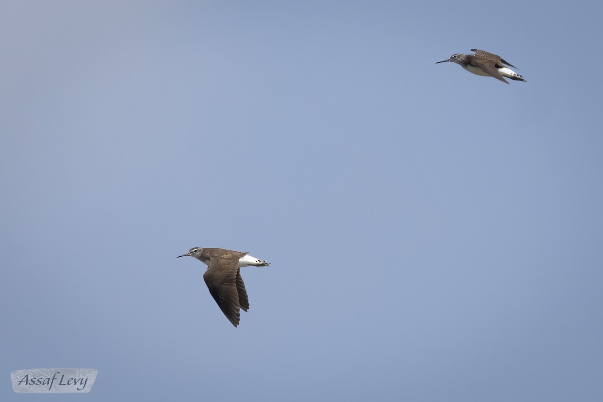 Green Sandpiper - ML620790211