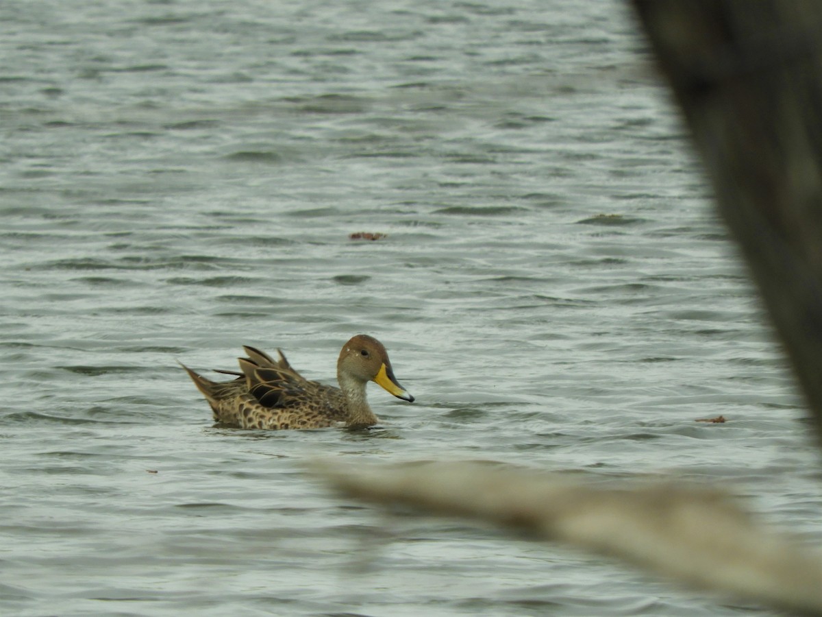 Yellow-billed Pintail - ML620790214