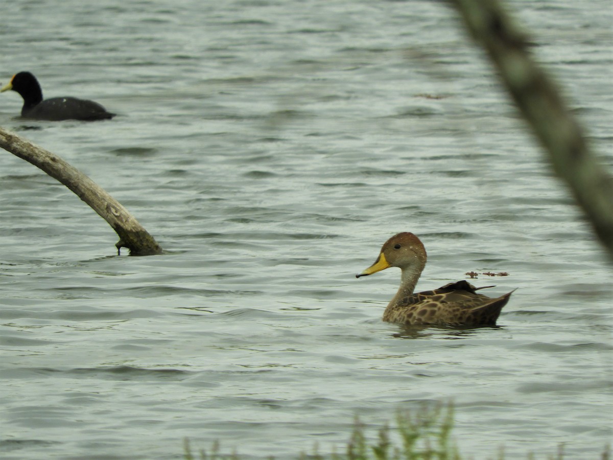 Yellow-billed Pintail - ML620790215