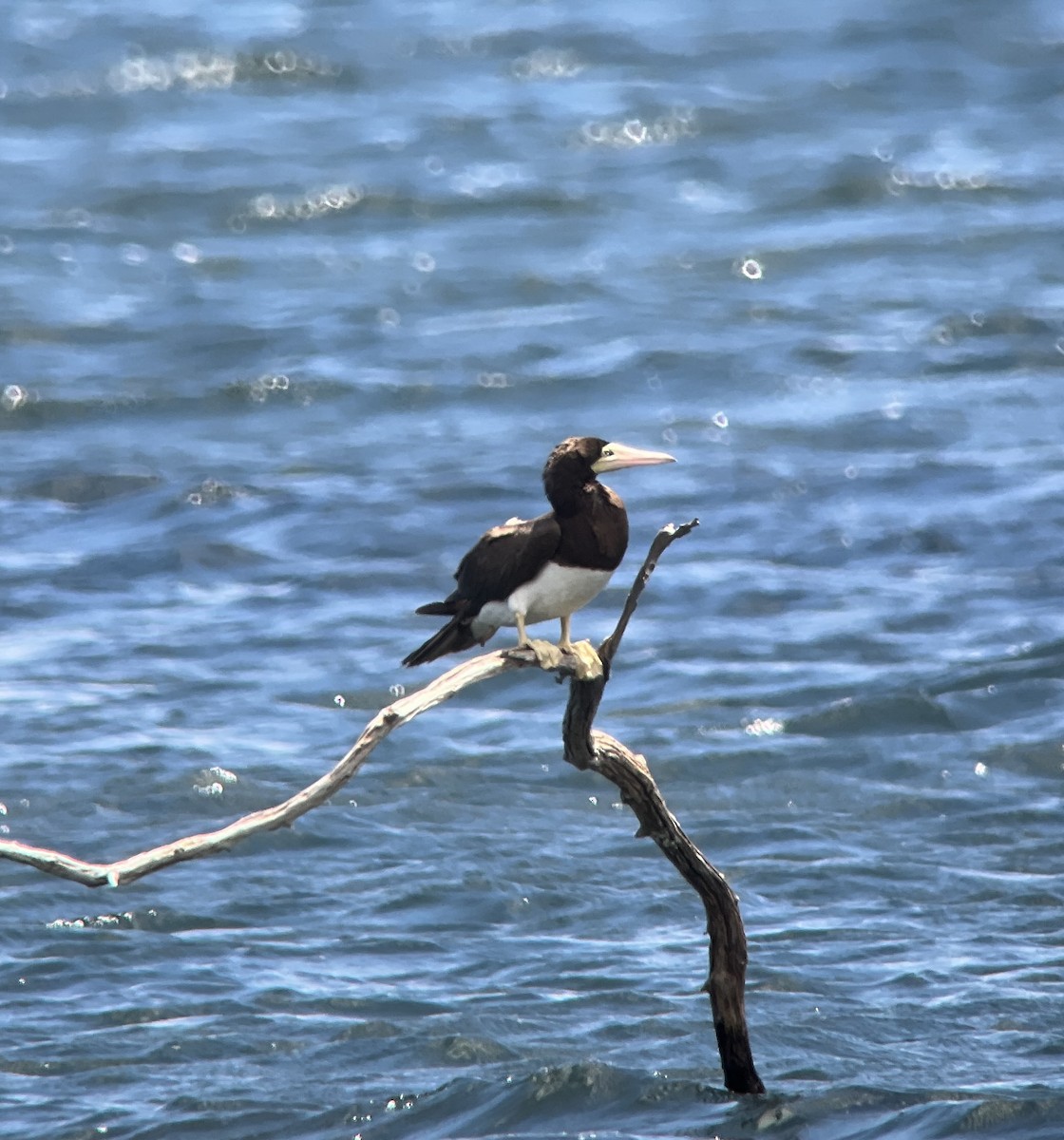 Brown Booby - ML620790229