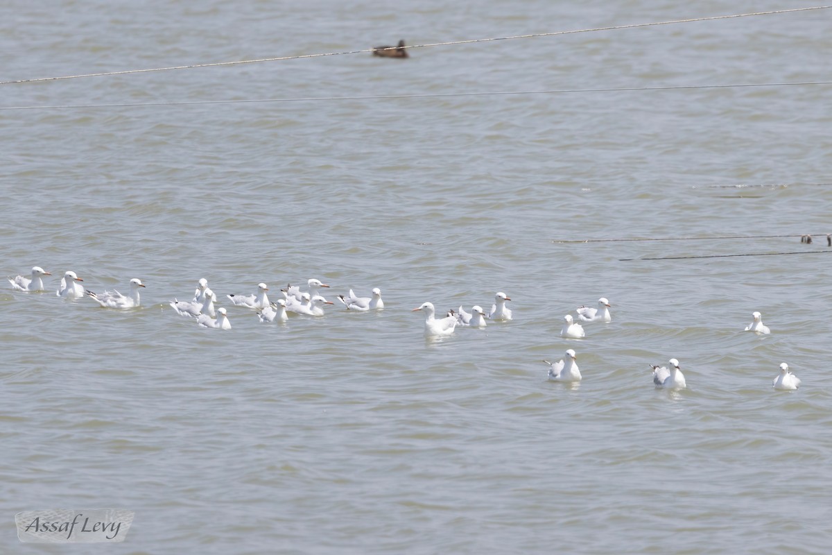 Slender-billed Gull - ML620790231