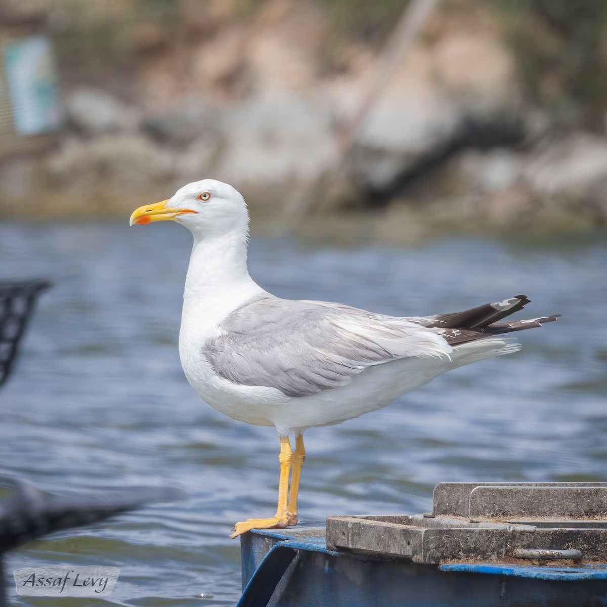 Yellow-legged Gull - ML620790237