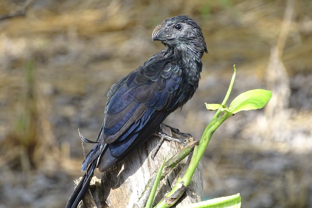 Groove-billed Ani - ML620790243