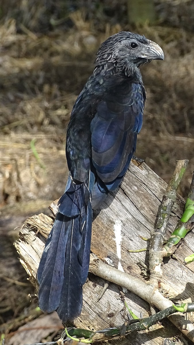 Groove-billed Ani - ML620790244