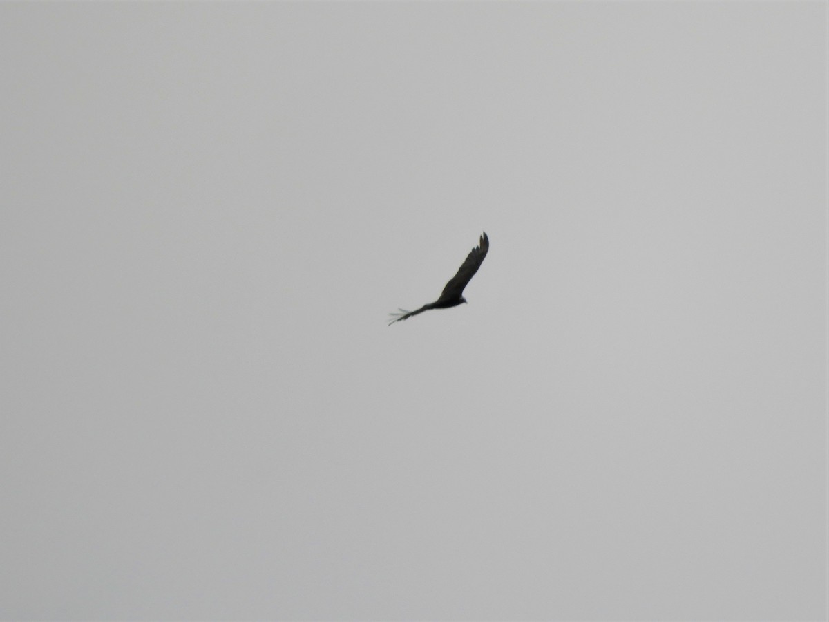 Turkey Vulture - Jorge Juan Rueda