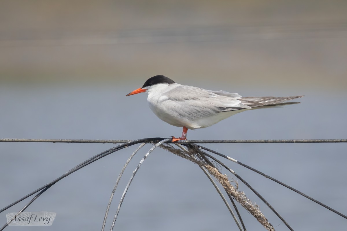 Common Tern - ML620790251