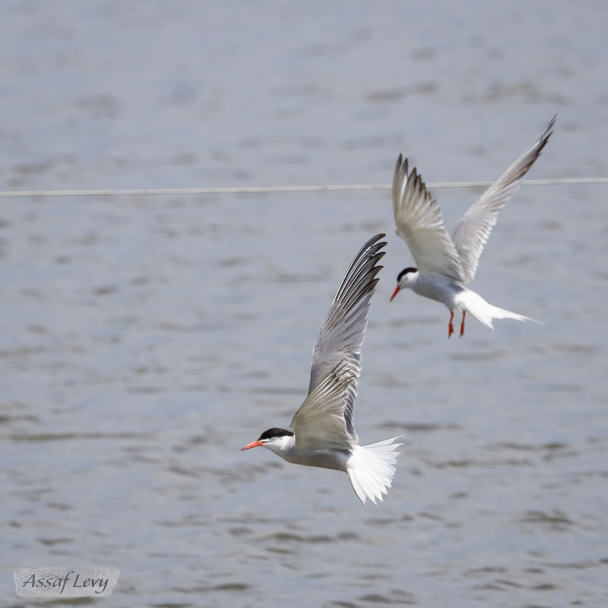 Common Tern - Assaf Levy