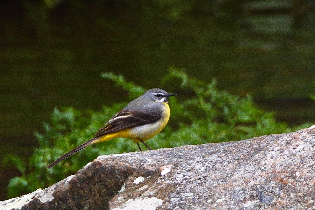 Gray Wagtail - ML620790255