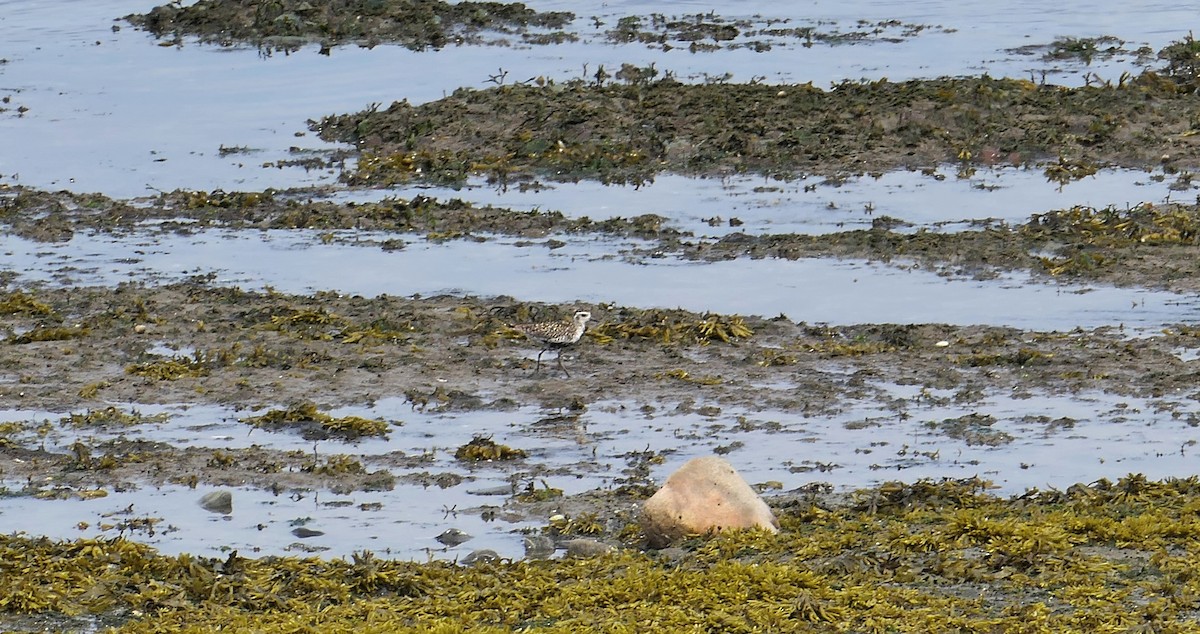 Pacific Golden-Plover - ML620790258