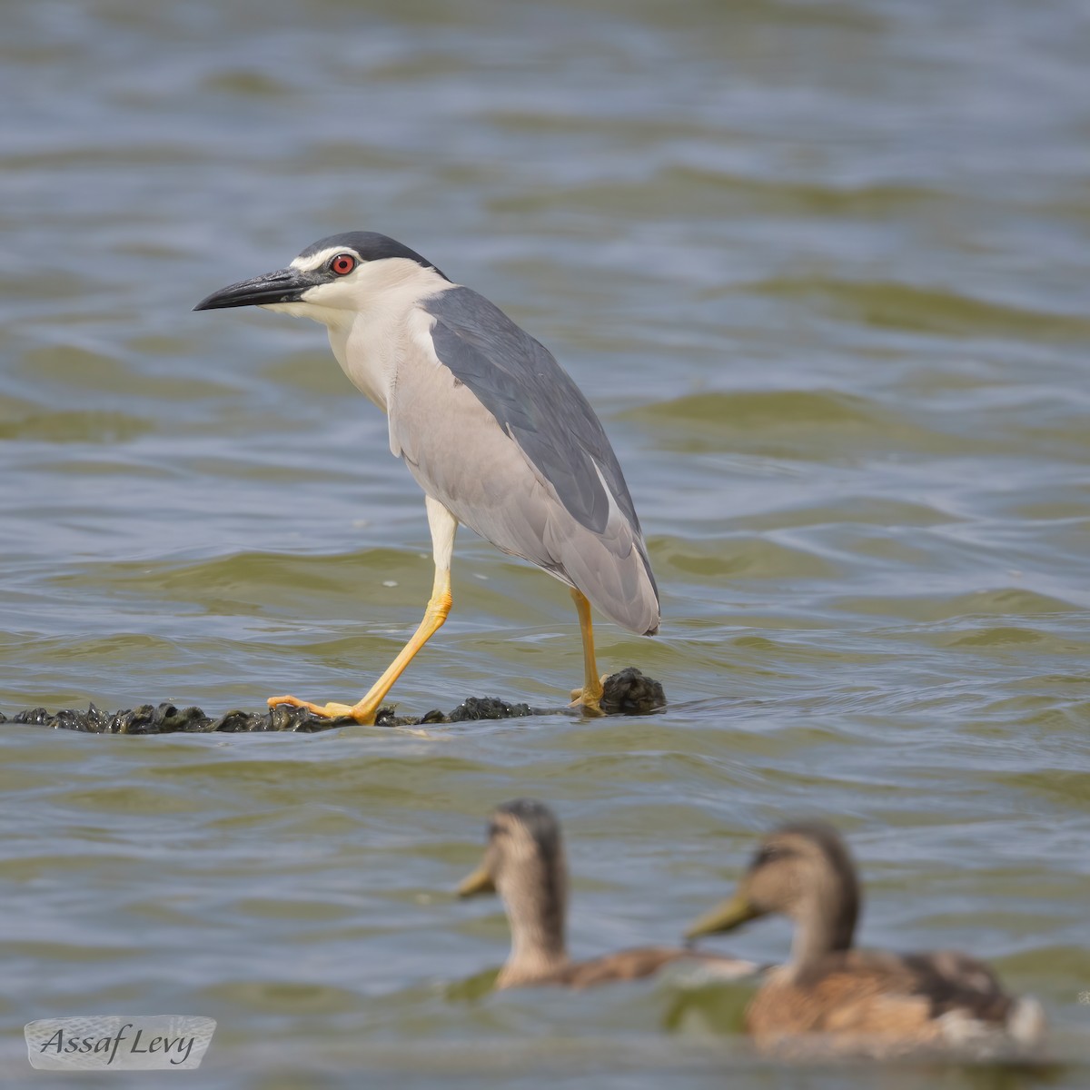 Black-crowned Night Heron - ML620790259