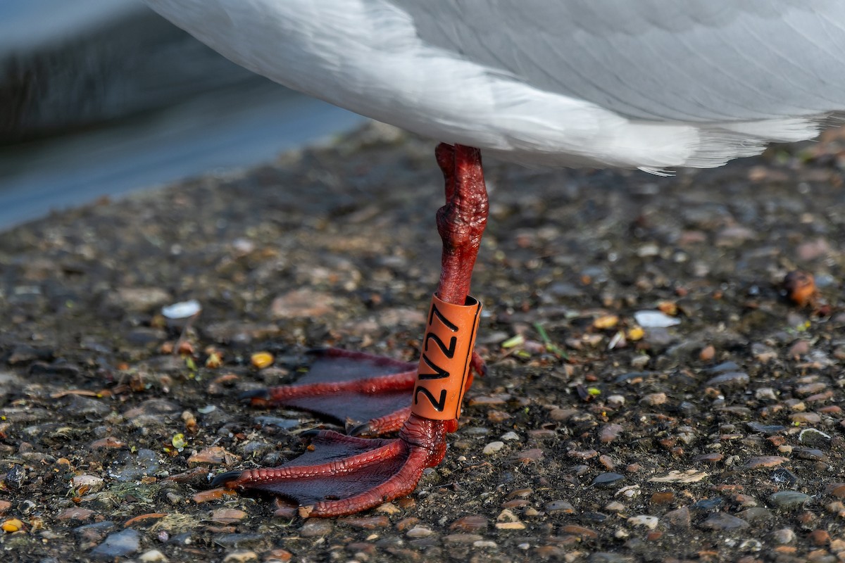 Black-headed Gull - ML620790264