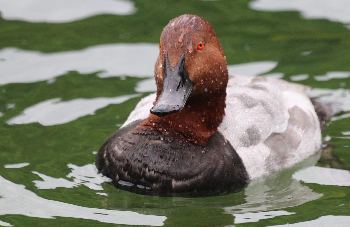 Common Pochard - ML620790267