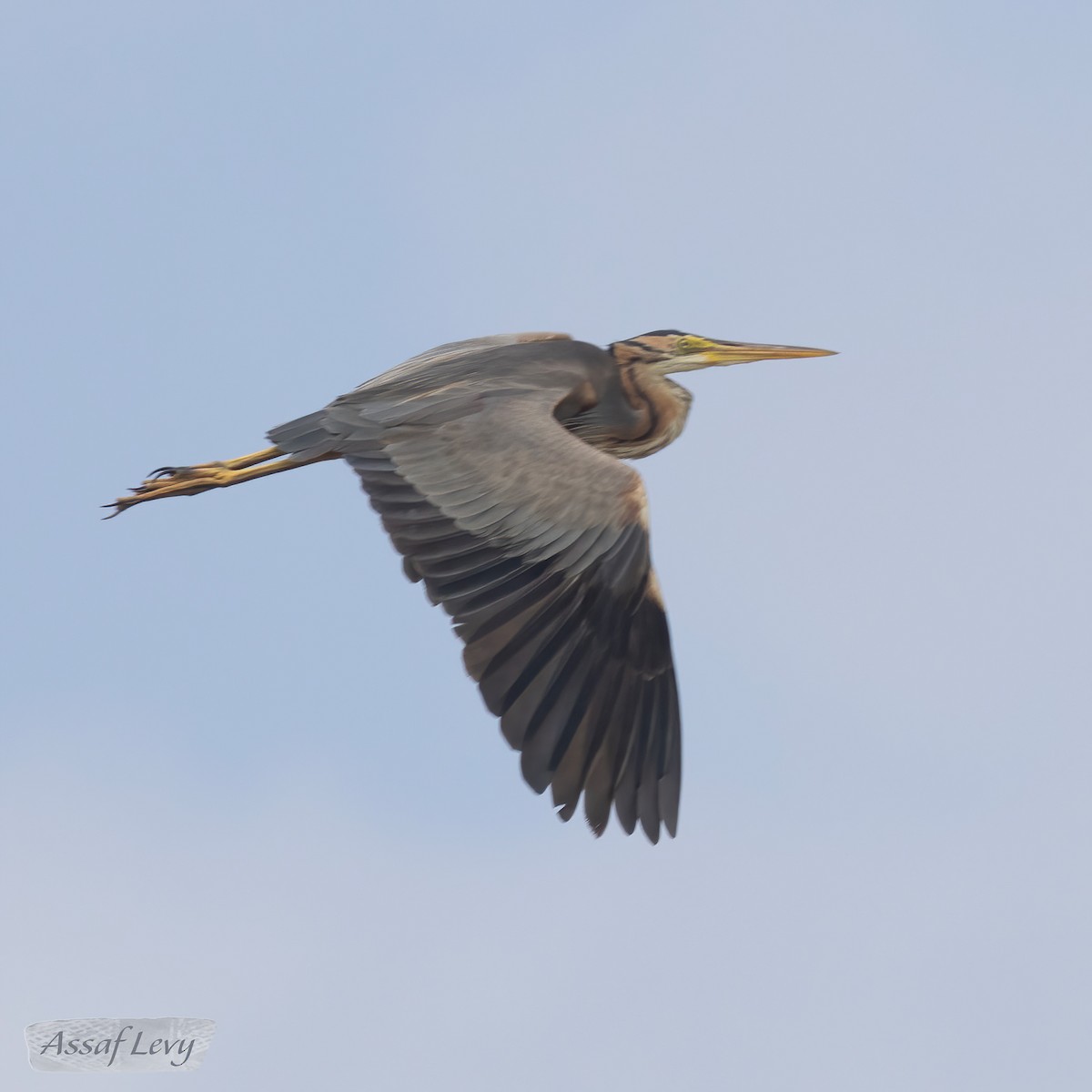 Purple Heron - Assaf Levy