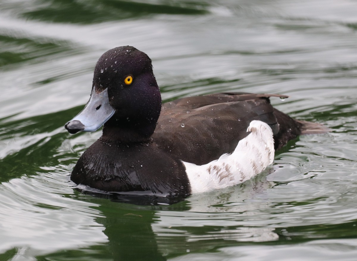 Tufted Duck - ML620790271