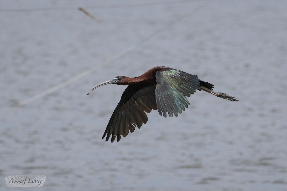 Glossy Ibis - ML620790275