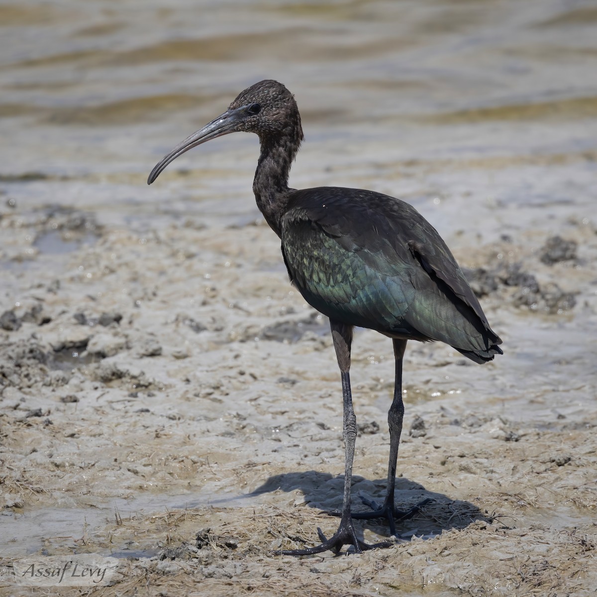 Glossy Ibis - ML620790276