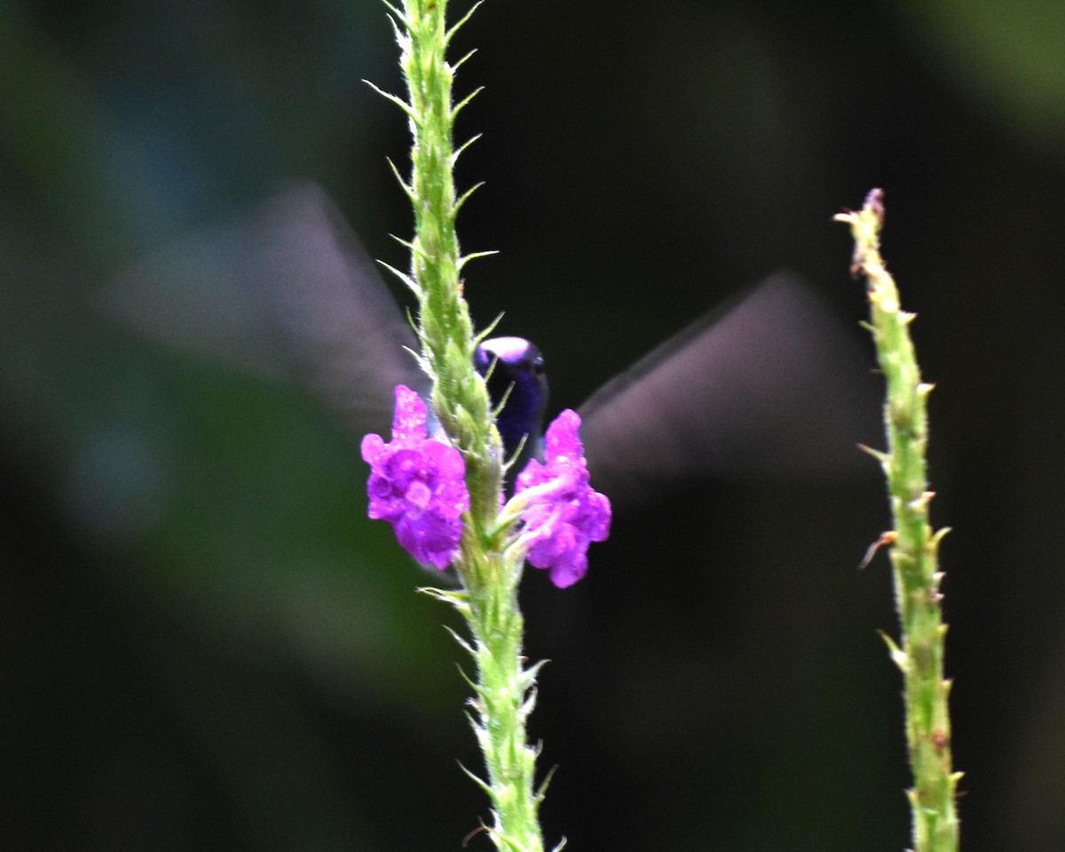 Violet-headed Hummingbird - ML620790278