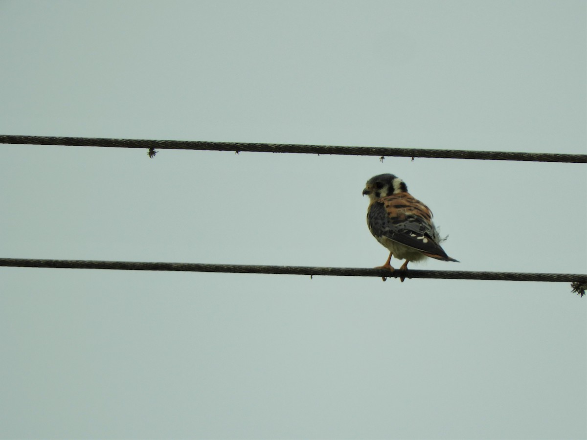 American Kestrel - ML620790280