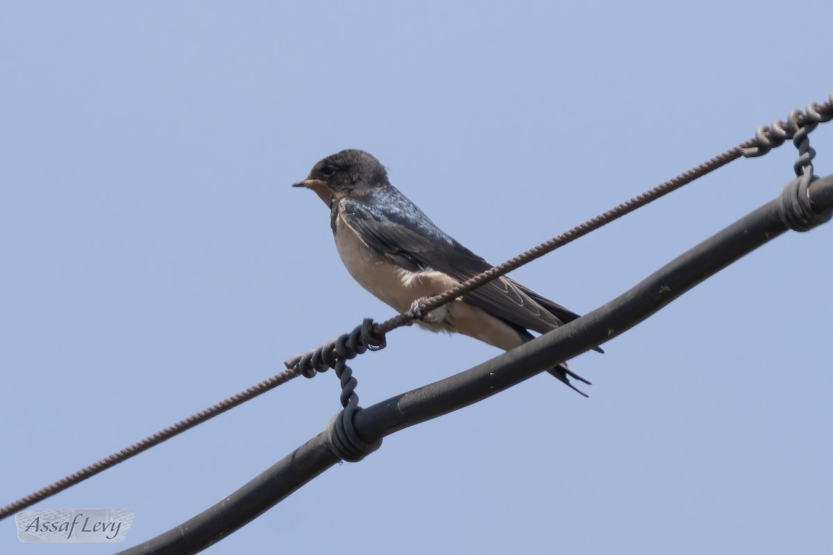 Red-rumped Swallow - ML620790281