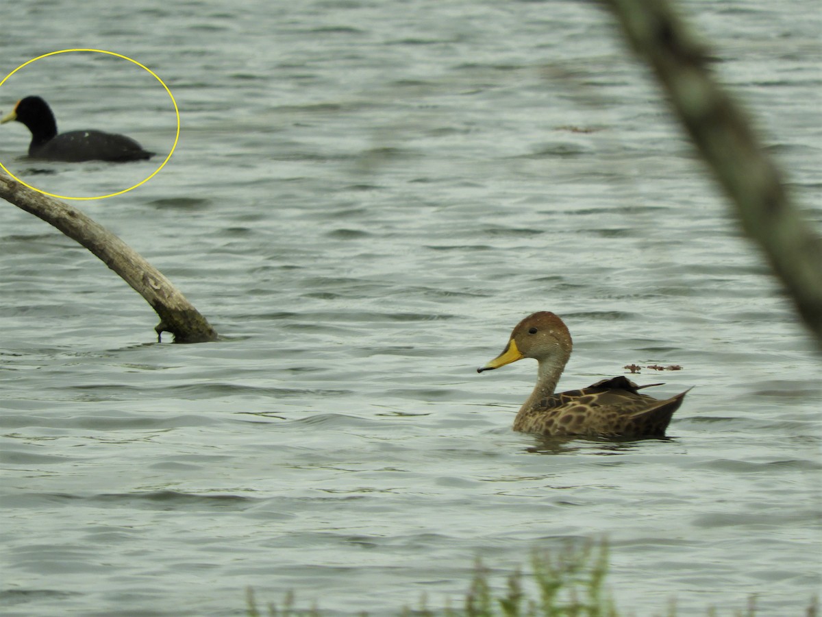 White-winged Coot - ML620790282