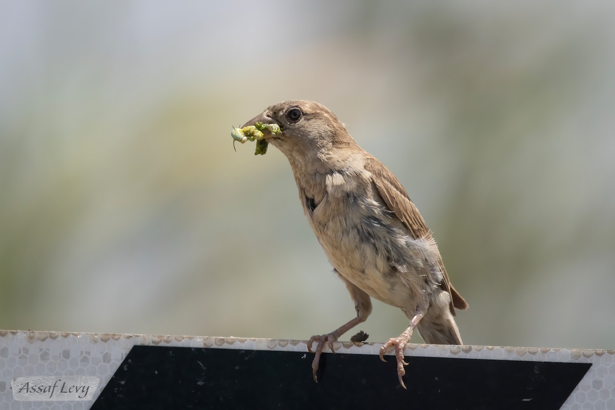 House Sparrow - ML620790283