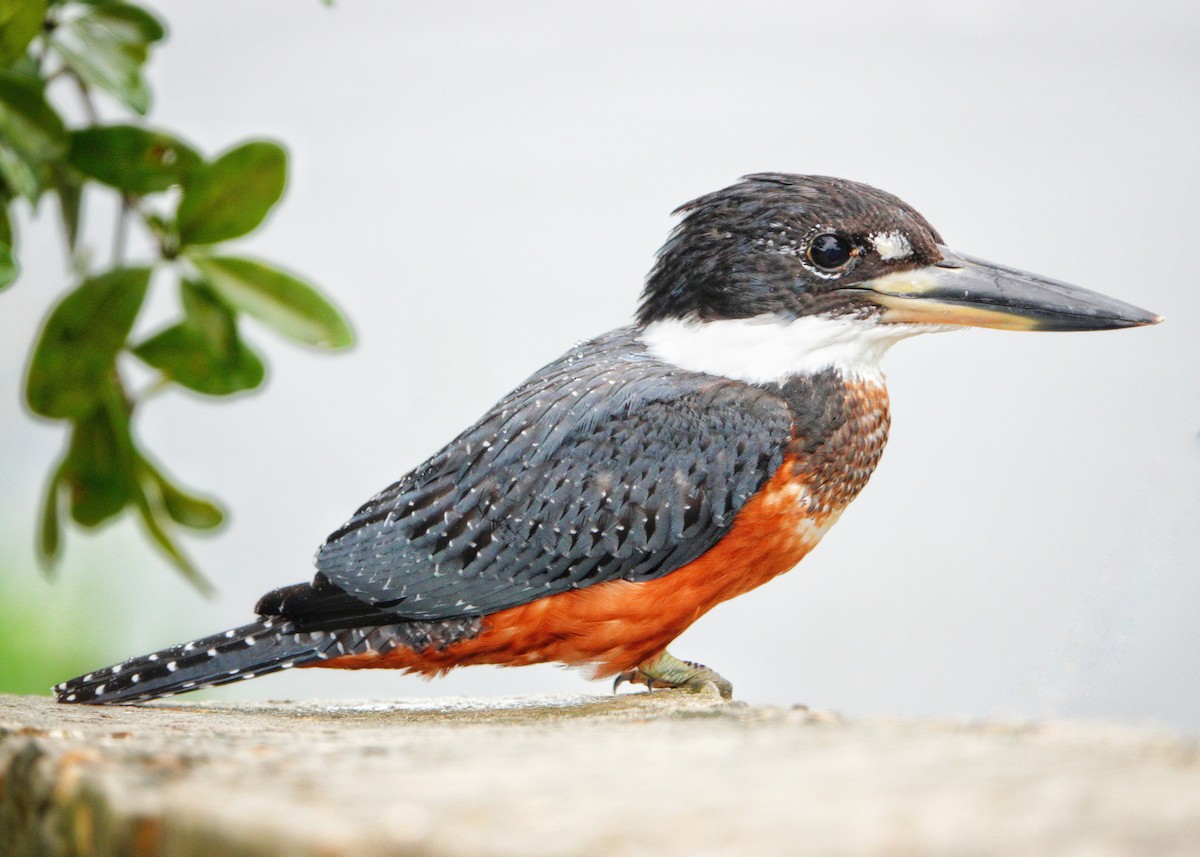 Ringed Kingfisher - ML620790285