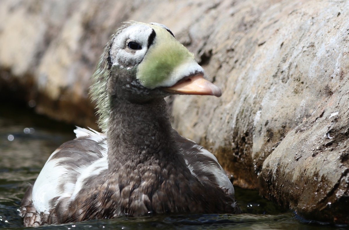 Common Eider - ML620790287