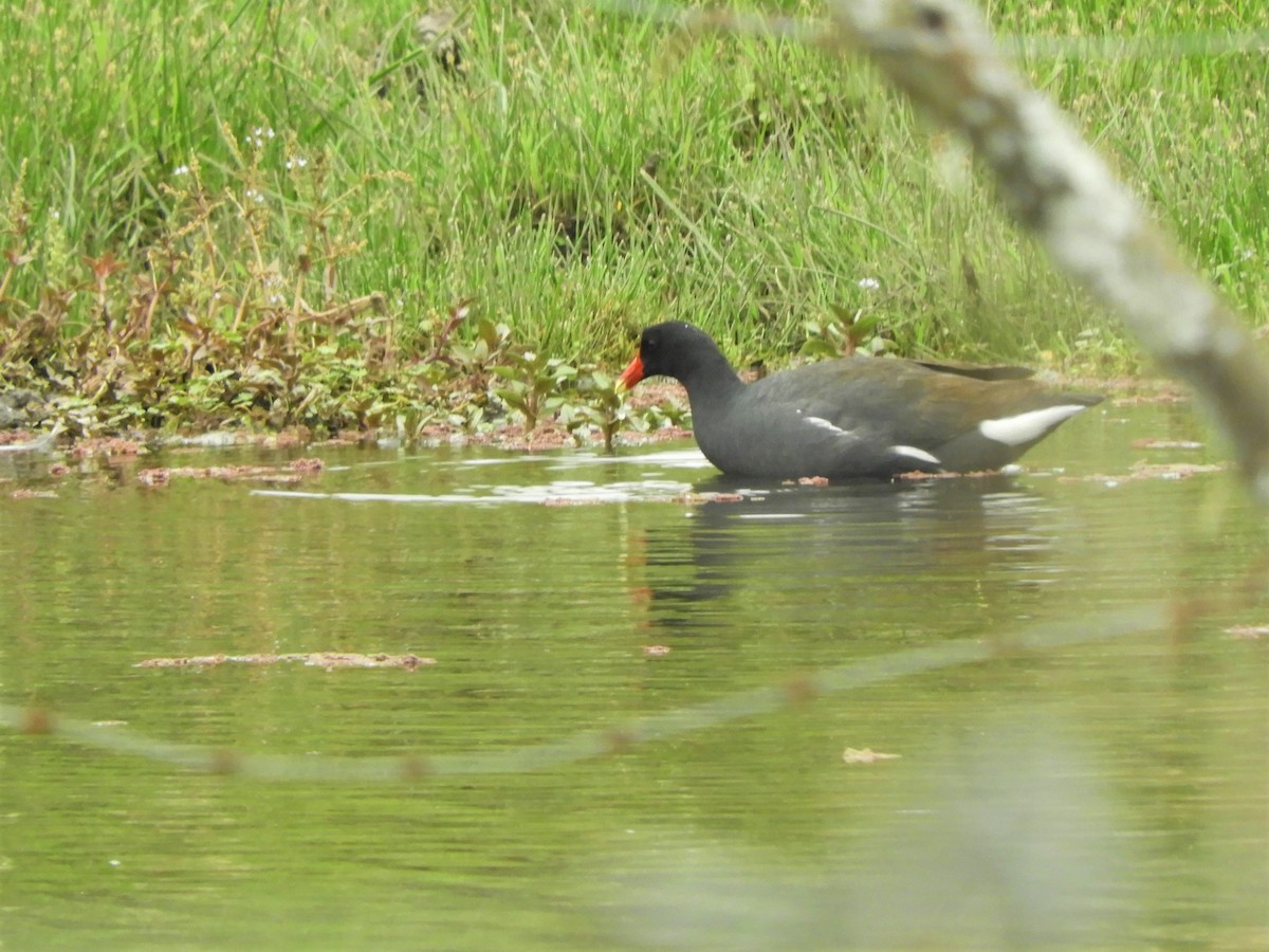 Gallinule d'Amérique - ML620790288