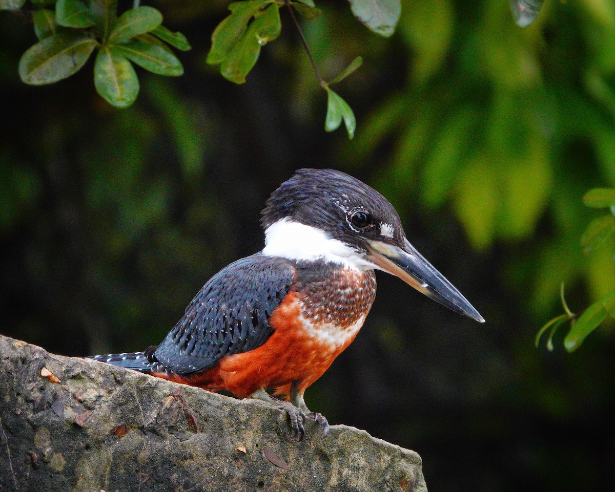 Ringed Kingfisher - Carey Sherrill