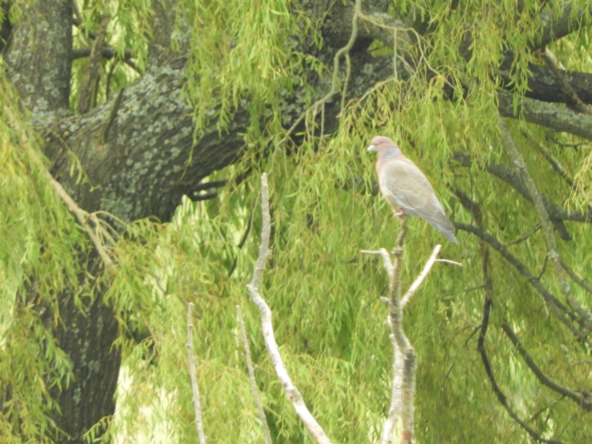 Picazuro Pigeon - ML620790296