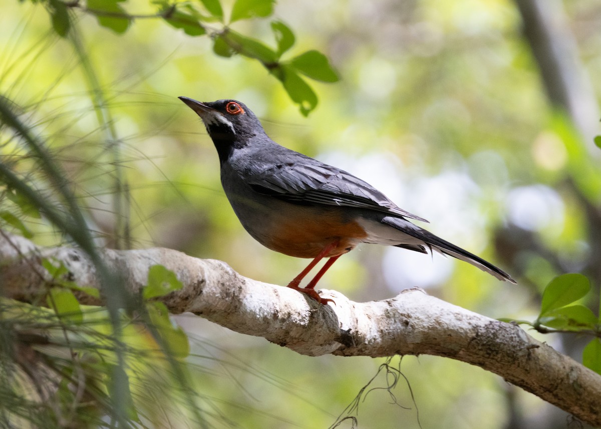 Red-legged Thrush - ML620790297