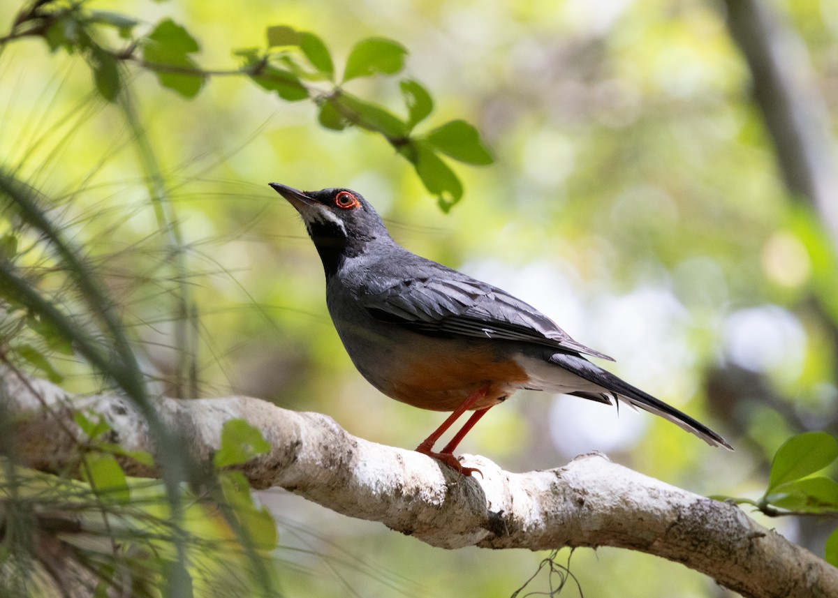 Red-legged Thrush - ML620790298