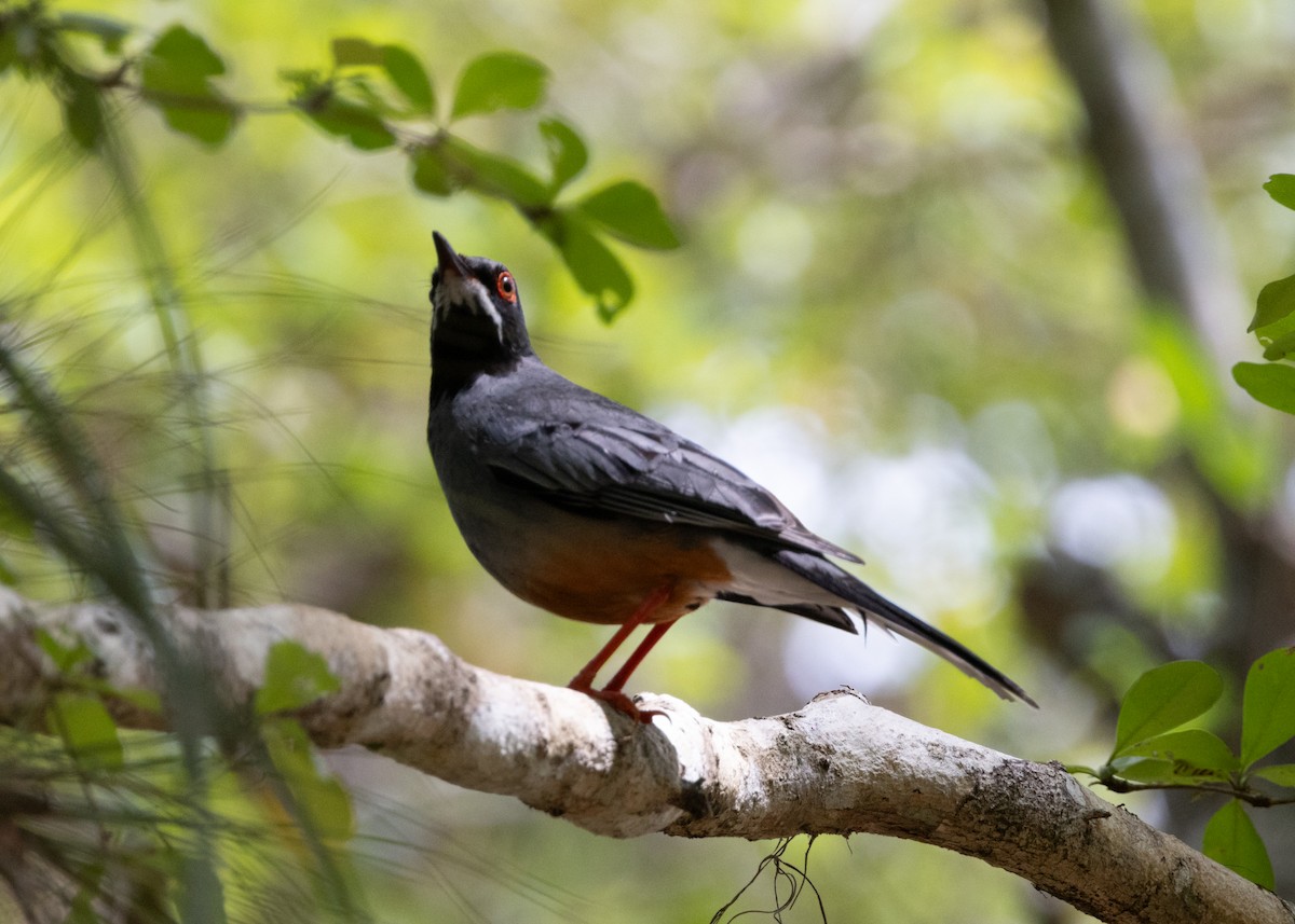 Red-legged Thrush - ML620790299