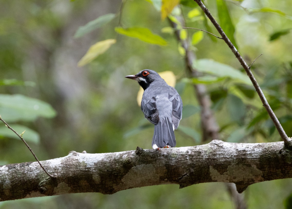 Red-legged Thrush - ML620790300