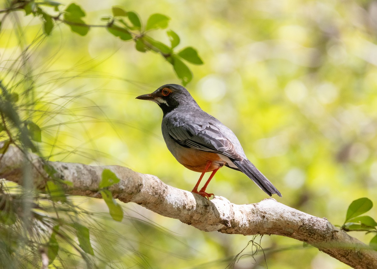 Red-legged Thrush - ML620790301