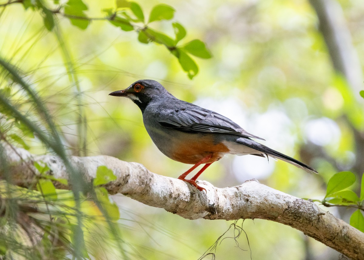 Red-legged Thrush - ML620790302