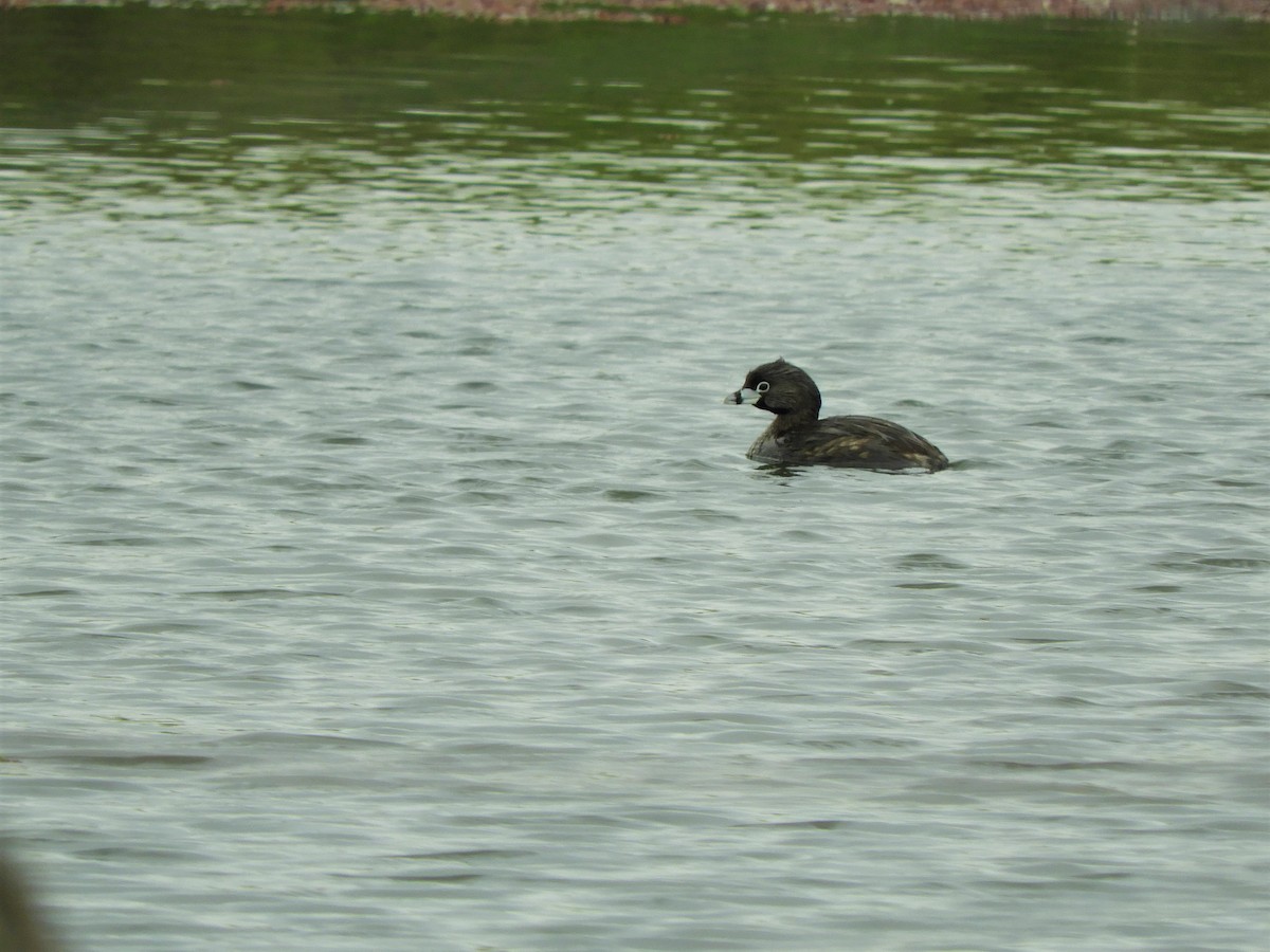 Pied-billed Grebe - ML620790303