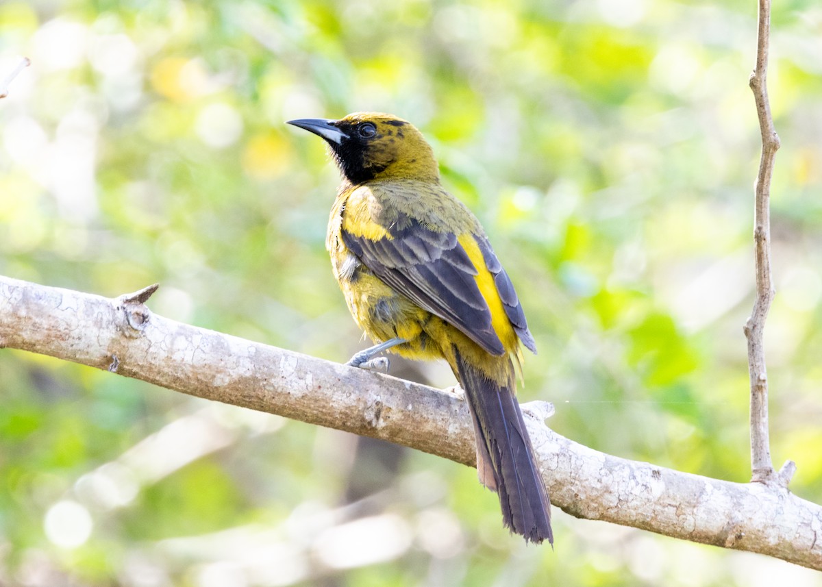 Cuban Oriole - ML620790305