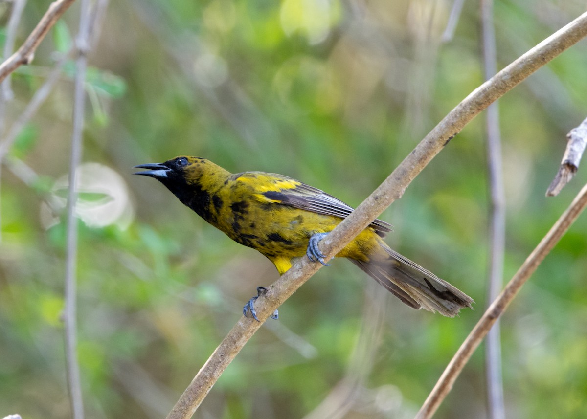 Oriole de Cuba - ML620790307