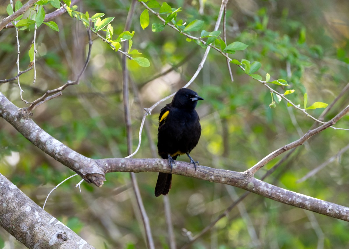 Oriole de Cuba - ML620790308