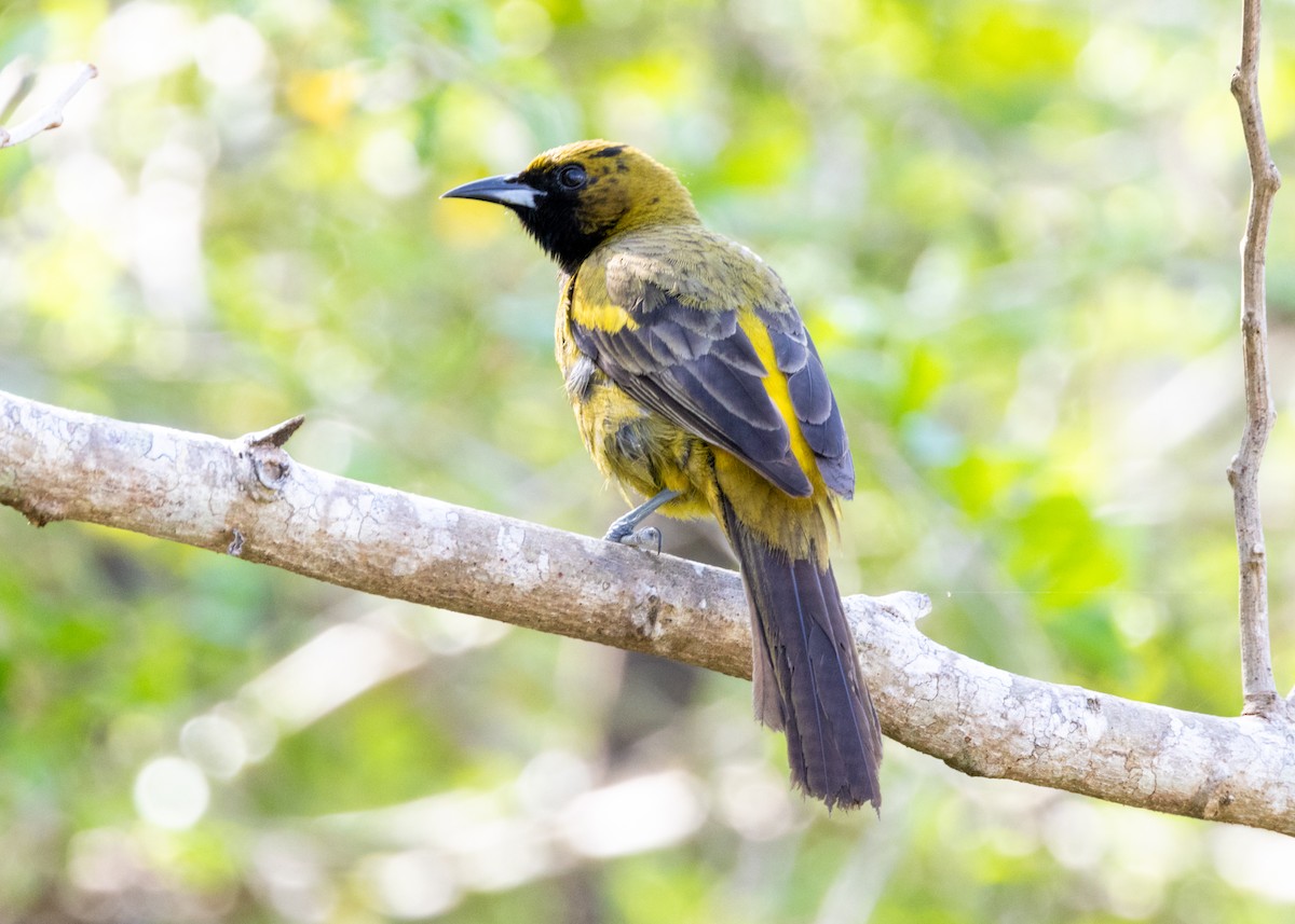 Cuban Oriole - ML620790309