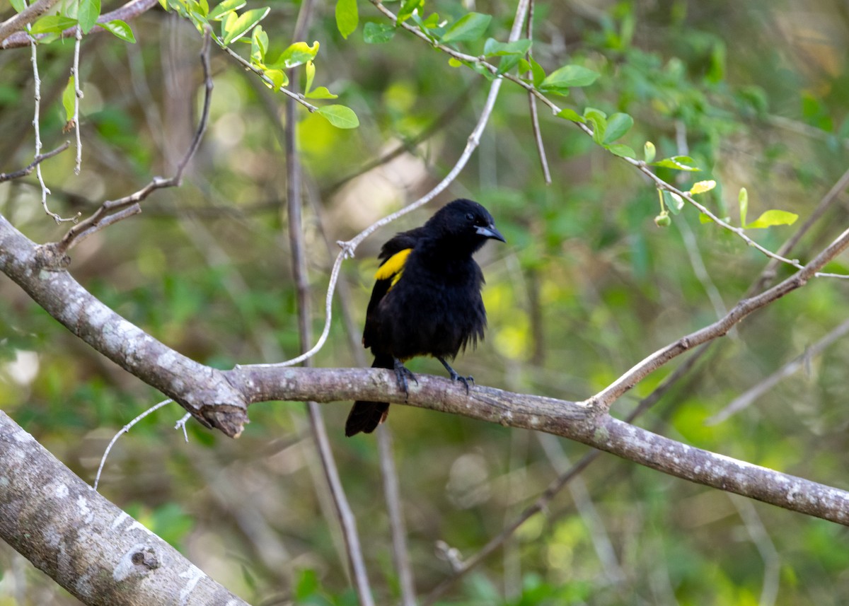 Cuban Oriole - ML620790311