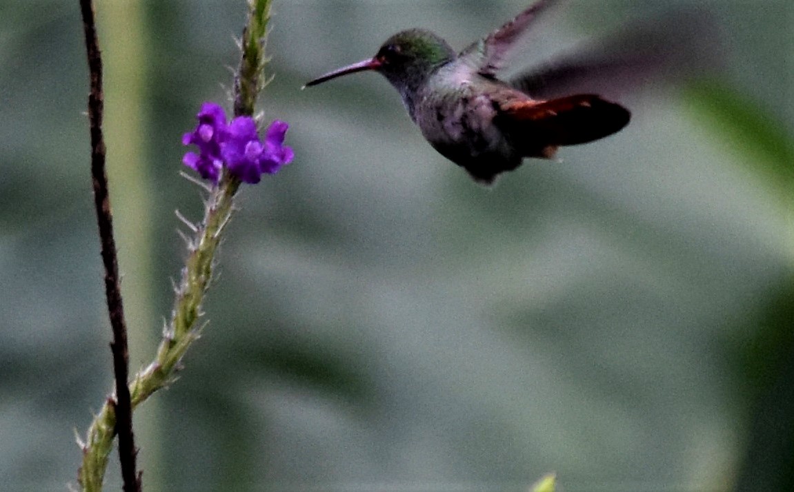 Rufous-tailed Hummingbird - ML620790312
