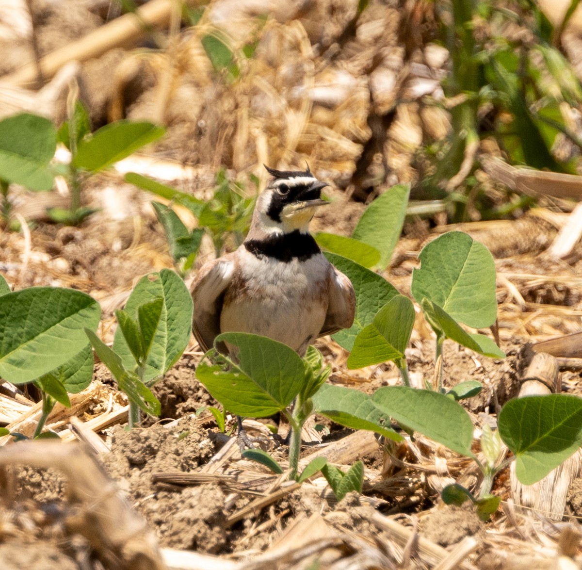 Horned Lark - ML620790314