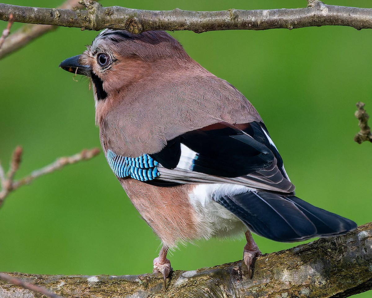 Eurasian Jay - ML620790316