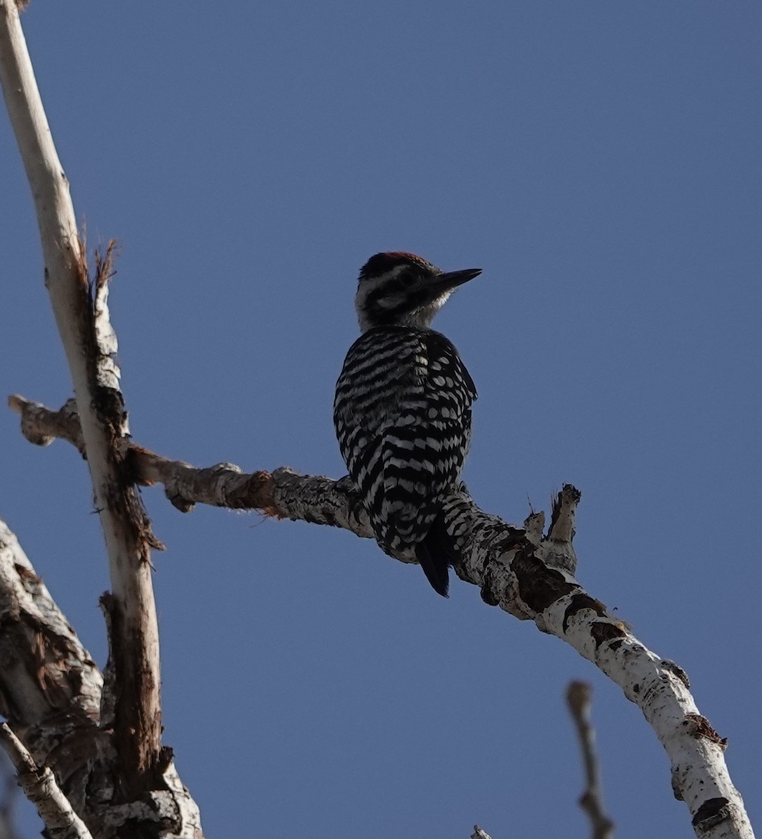 Ladder-backed Woodpecker - ML620790317