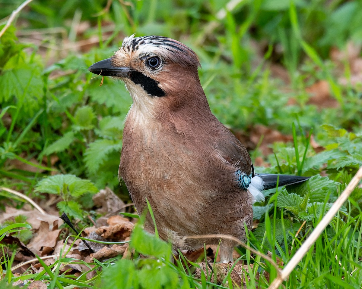 Eurasian Jay - ML620790319