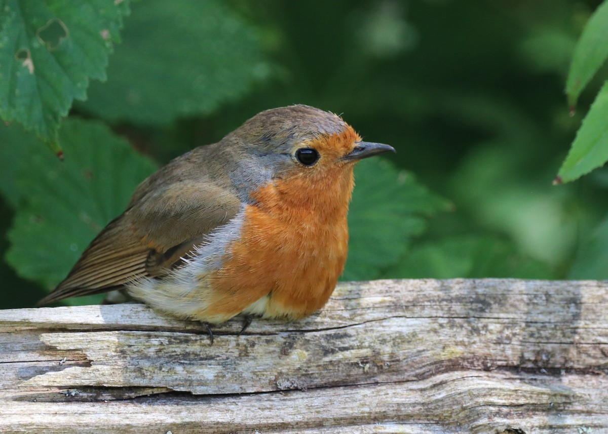 European Robin - ML620790321